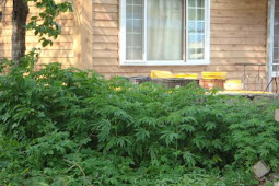 20 سنة سجنا لجزائريين تعلما زراعة المخدرات عبر الانترنت