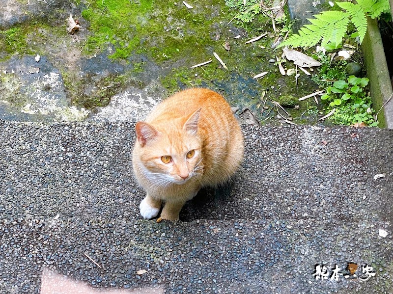 草山行館景觀餐廳、晚宴包場、下午茶總統官邸用餐