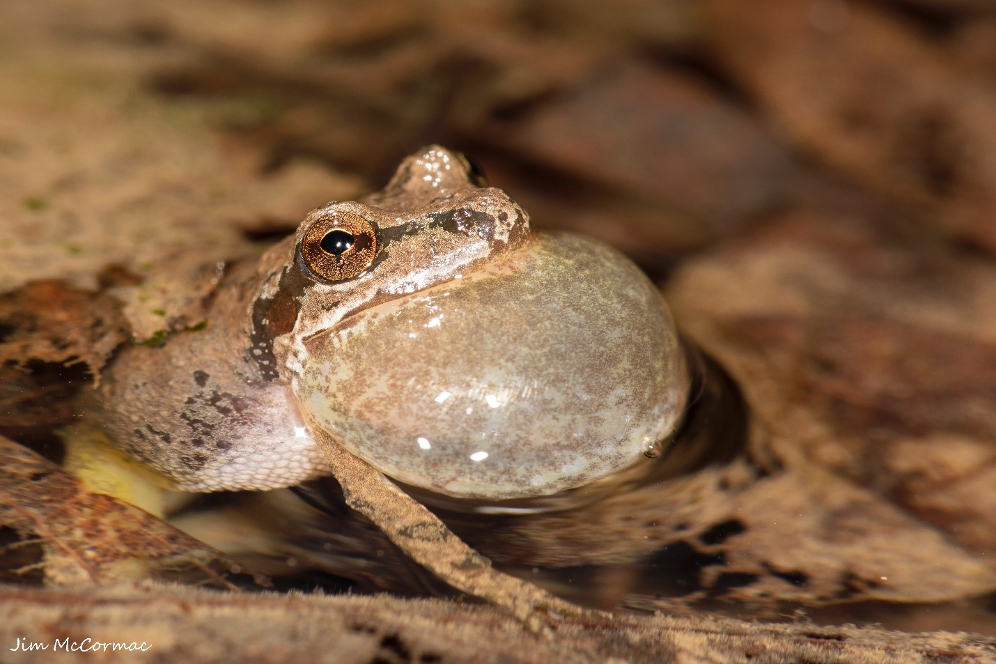 Ohio Birds and Biodiversity Photography Exhibition and talk