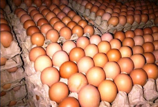 supplier distributor telur di Bogor