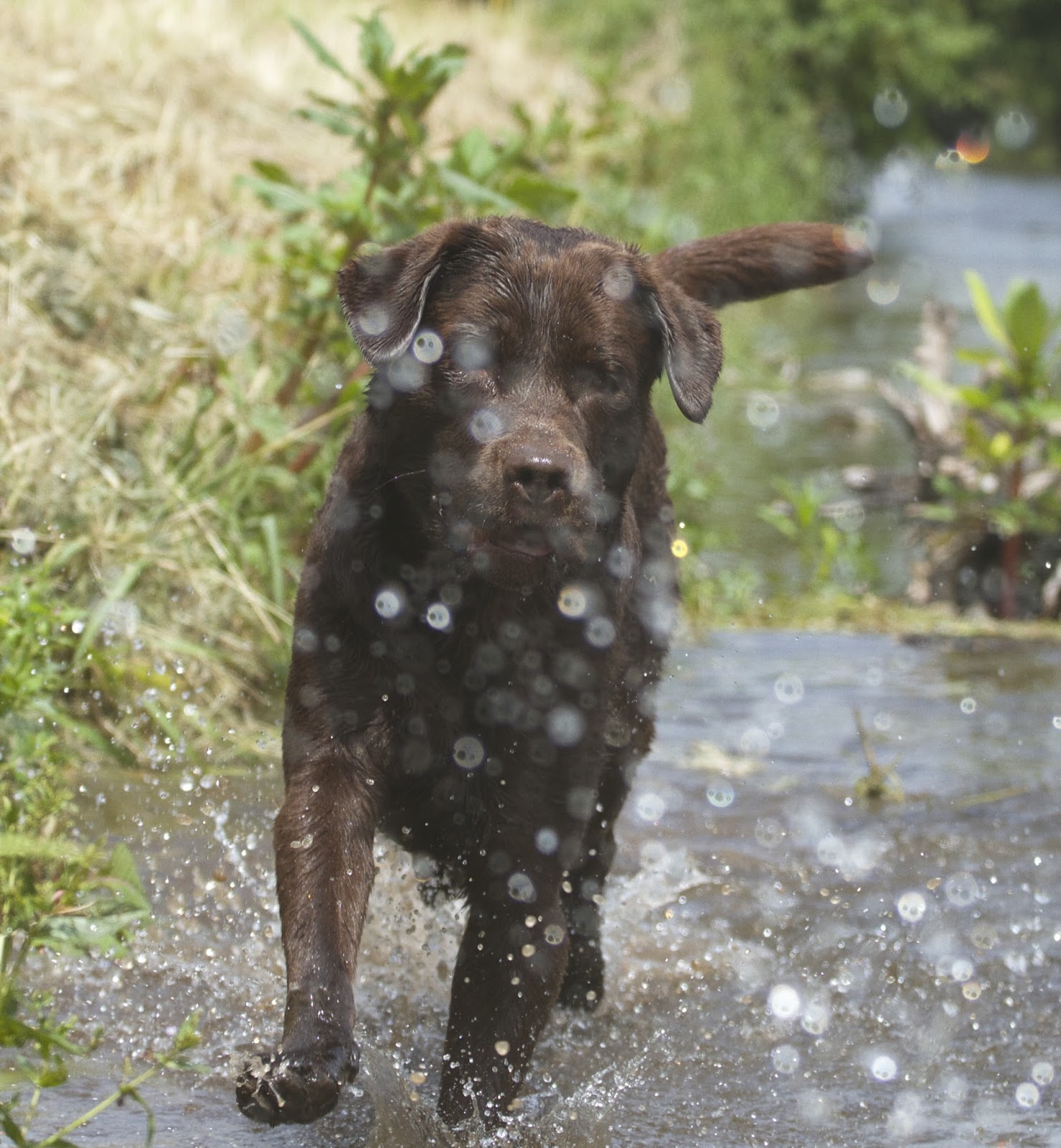 Murphinos Paw Ein bisschen Spaß muss sein….und im besten Fall noch