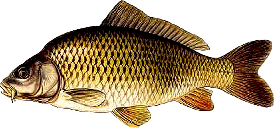 Slike riba i ribolova