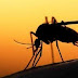 Πώς τα κουνούπια άλλαξαν τον κόσμο μας (και ακόμη συνεχίζουν)