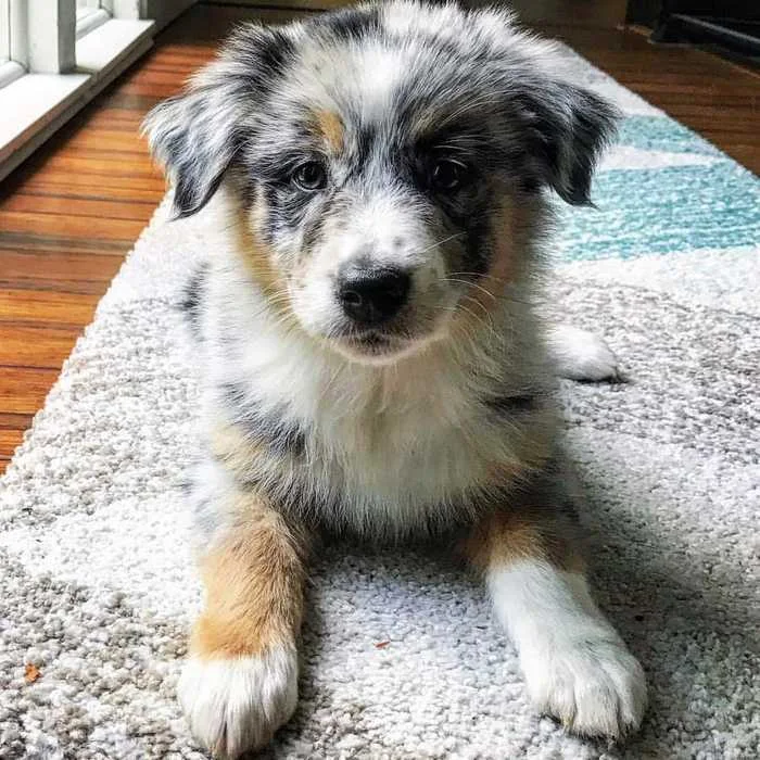 Training an Australian Shepherd