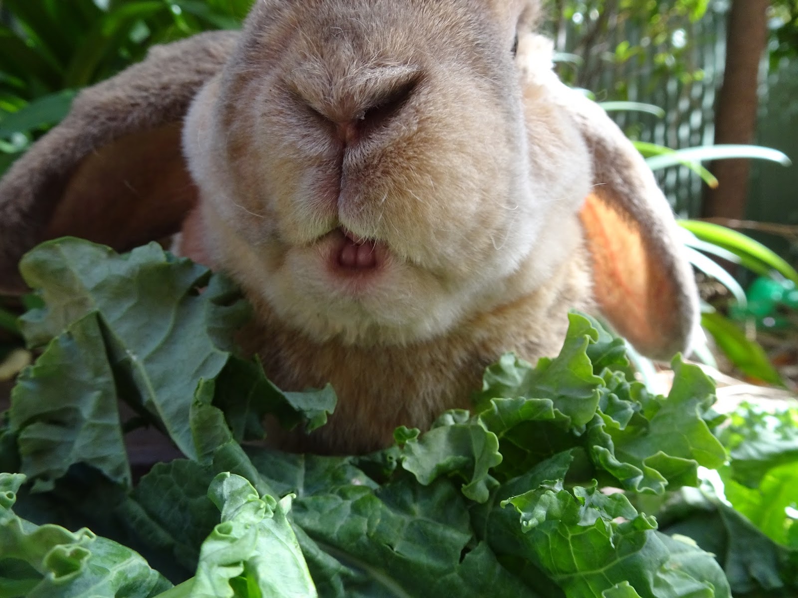 Favourite Pictures Of Rabbit Nibbles Oria