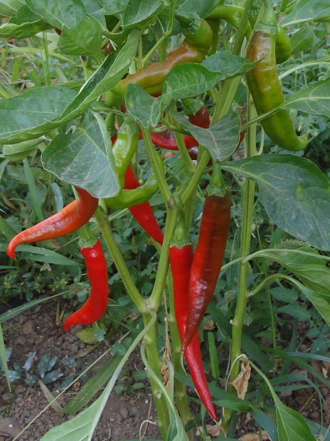 PIMIENTOS CHORICEROS ROJOS EN LA MATA. PIMIENTOS PARA SECAR Y CONSERVAR.