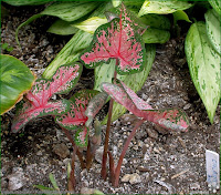 http://plantsgallery.blogspot.com/2014/02/caladium-bicolor-kaladium-dwubarwne.html