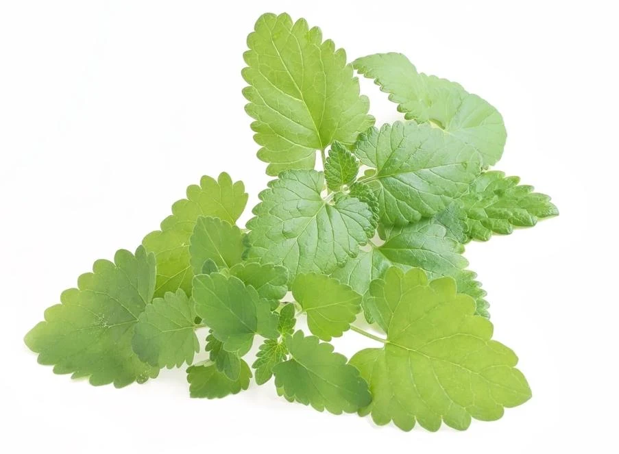 11 Benefícios da Erva de Gato [Catnip] à Saúde