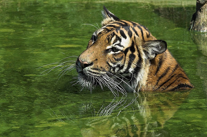 Mystery Cats: MALAYAN TIGER ARTICLE