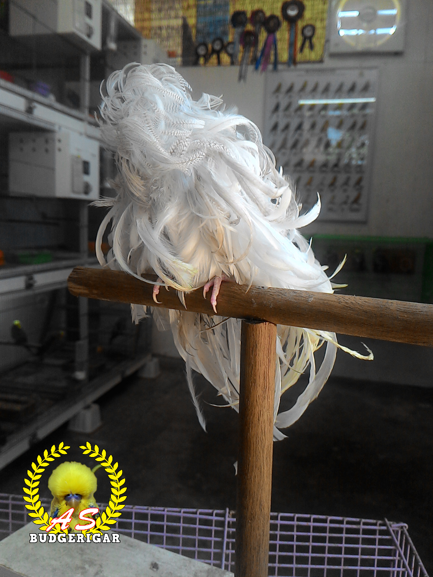 My Feather Duster Budgie Sembang Budgies & Cockatiels