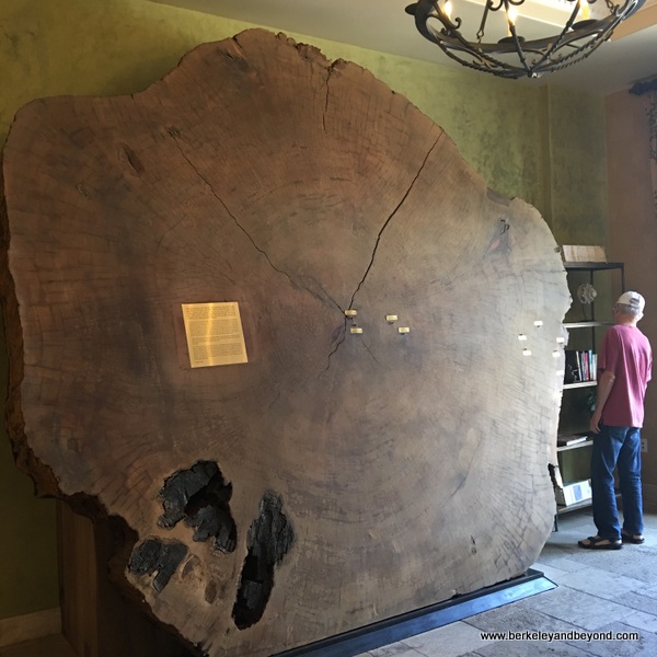 crosscut of ancient Sequoia tree at Allegretto Vineyard Resort in Paso Robles, California crosscut of ancient Sequoia tree at Allegretto Vineyard Resort in Paso Robles, California