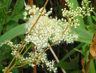 Filipendula ulmaria