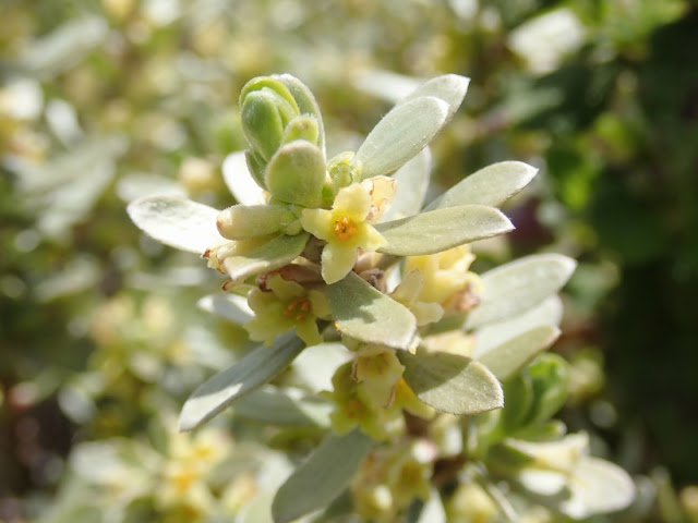 Thymelaea tartonraira transiens Thymelaea tartonraira transiens