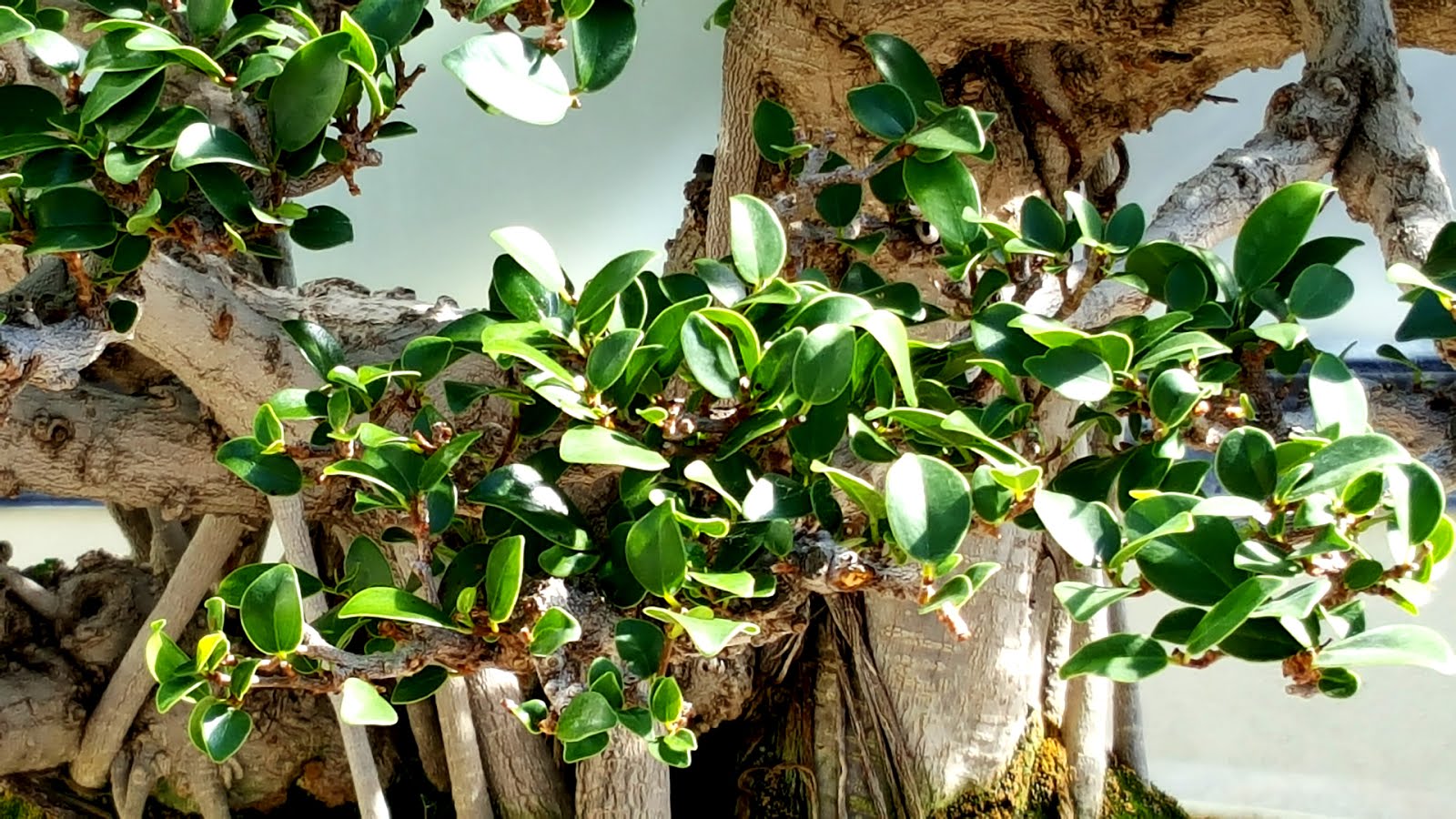 Bonsaimisadventures Leaf reduction and its ramification