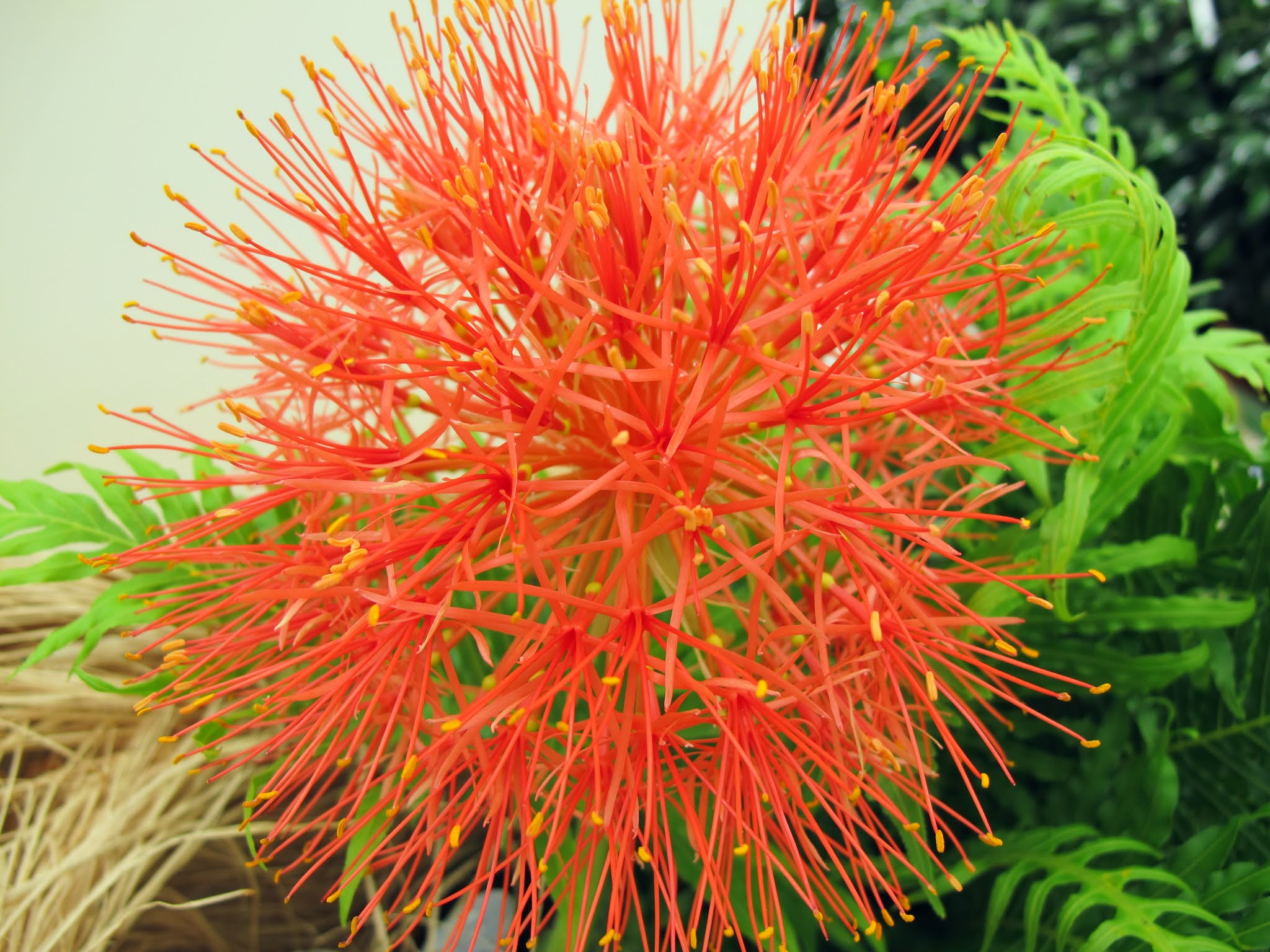 Plantas y flores: Scadoxus multiflorus