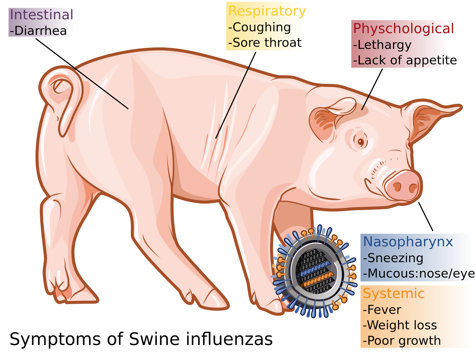 Swine Flu Risk Factors and Precautions Health and Disease