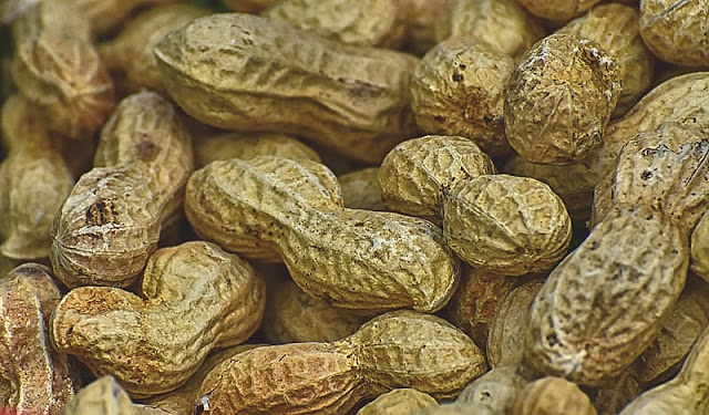 Agriculture in Gujarat market decline in groundnut has taken a break and the peanut market price has gone up by Rs20 to Rs25