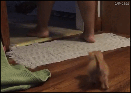Snuzzy Cat GIF • Tiny kitten running after his human. “Hey wait for me, today I am coming with you!” Snuzzy Cat GIF • Tiny kitten running after his human. “Hey wait for me, today I am coming with you!”