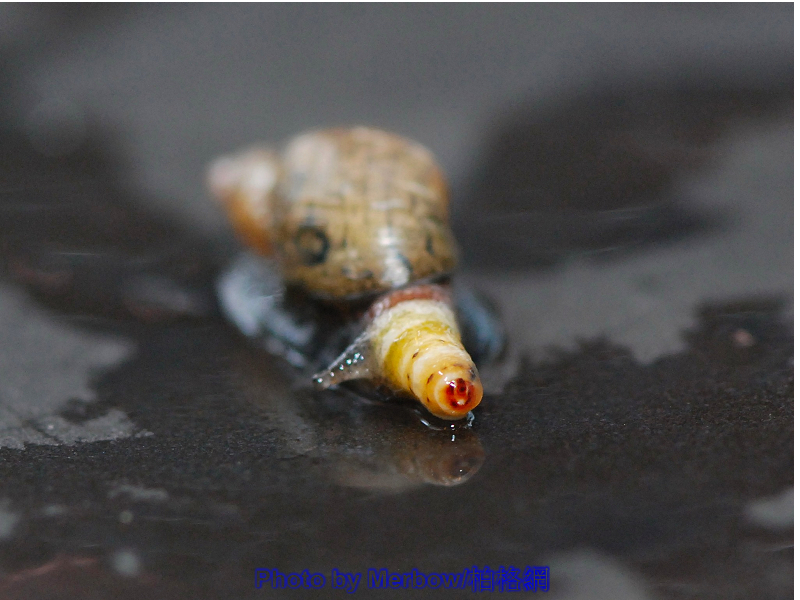 柏格網 Bugs Snail parasite 蝸牛眼睛的寄生蟲