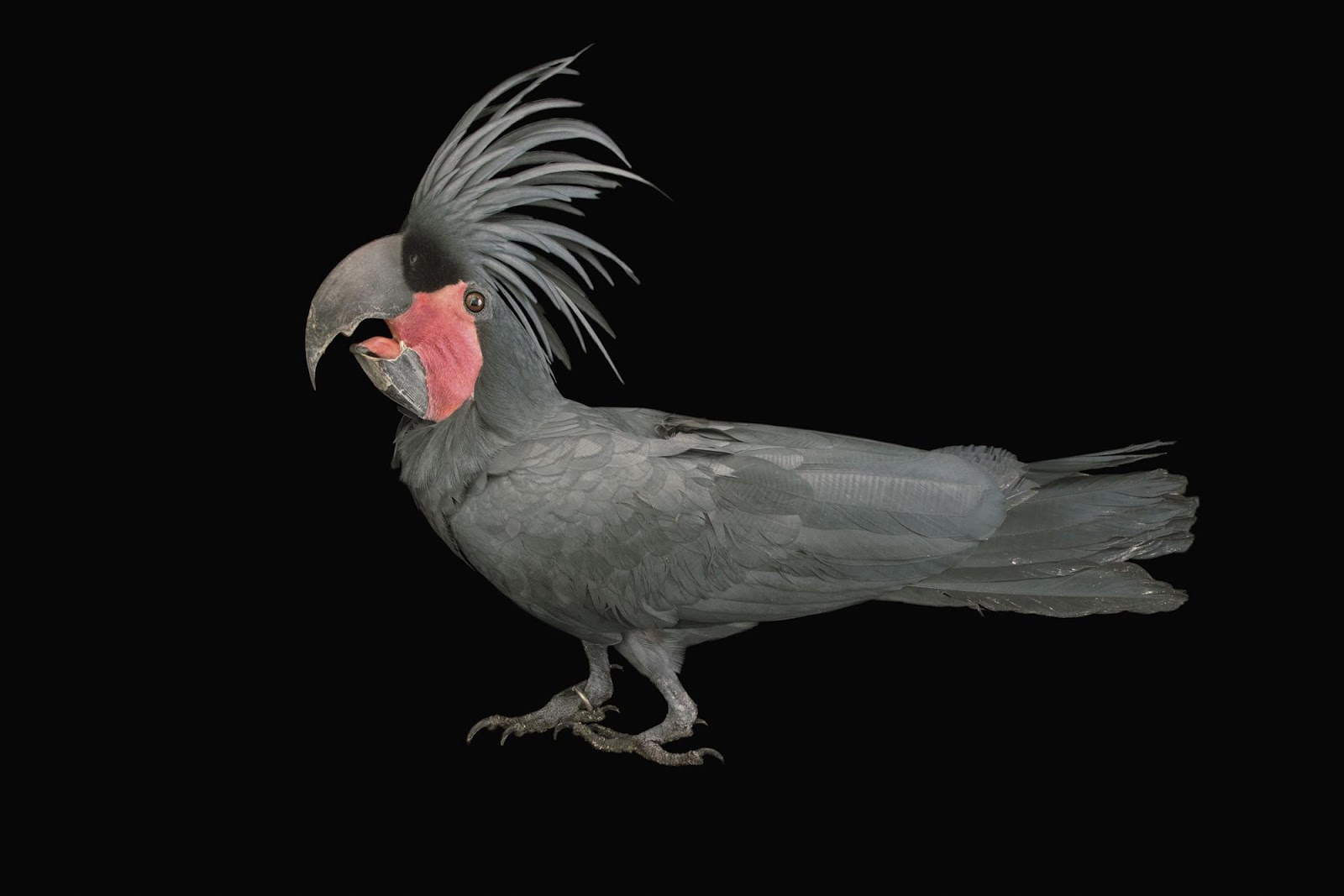 A VUELO DE UN QUINDE® - EL BLOG !!!!! .::::.: NATURALEZA : AVES