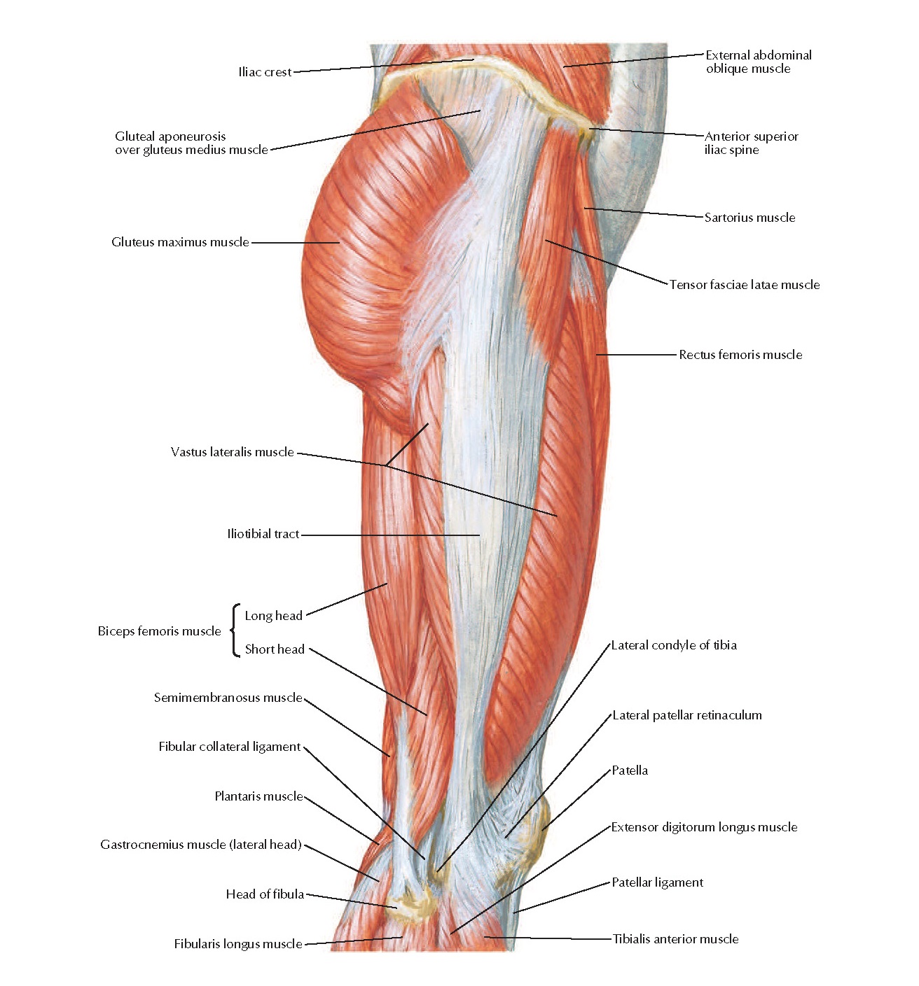 мышца напрягающая широкую фасцию бедра. мышцы нижней конечности вид сбоку. когда мышцы напрягаются. мышцы напряжены или напряженны. план упражнений.