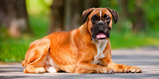 History of boxer dog breed