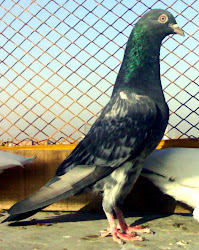 pigeons indian pakistani birds kabootar cages flying india pakistan baaz wale pets rate urgent aur latest mashoor