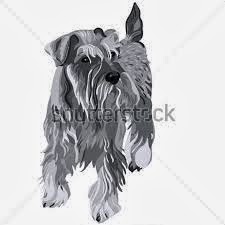 Miniature Schnauzer