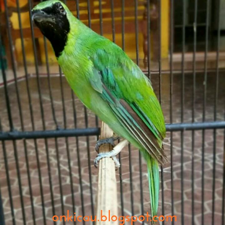 Ciri Ciri Cucak Ijo Kalimantan Dan Cucak Ijo Sumatera On Kicau