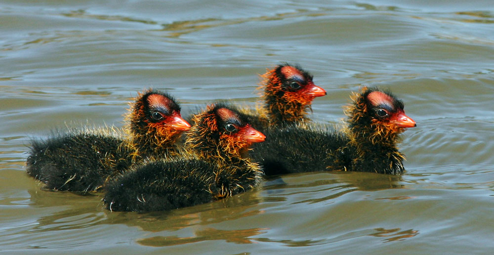 American-Coot-Bird-image-02.jpg