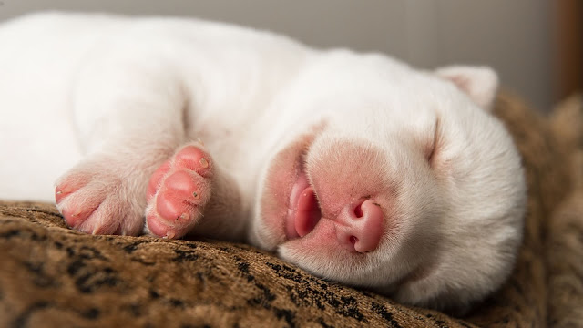 Why Do Puppies Sleep So Much? The Answer Is Actually Pretty Interesting