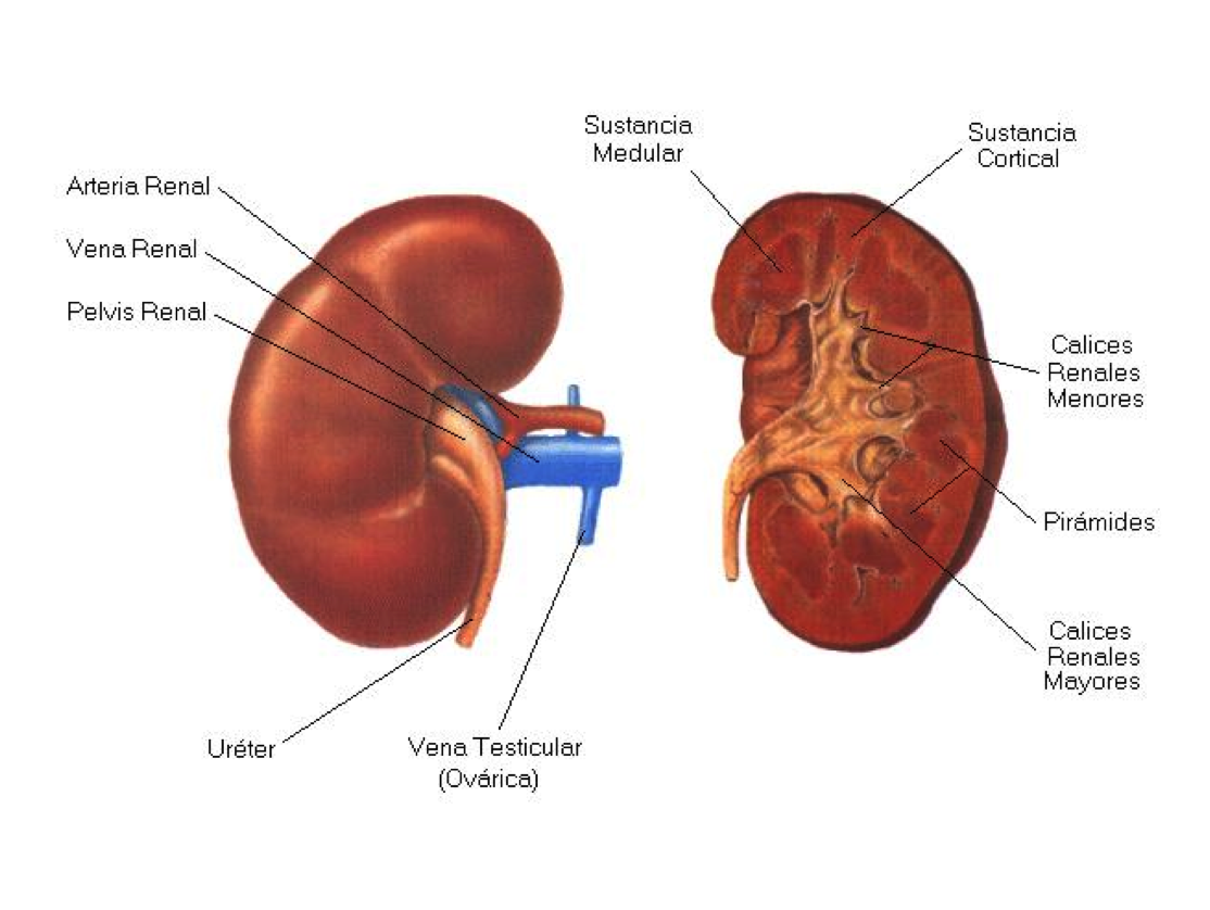 Anatomia Aplicada: SISTEMAS DEL CUERPO