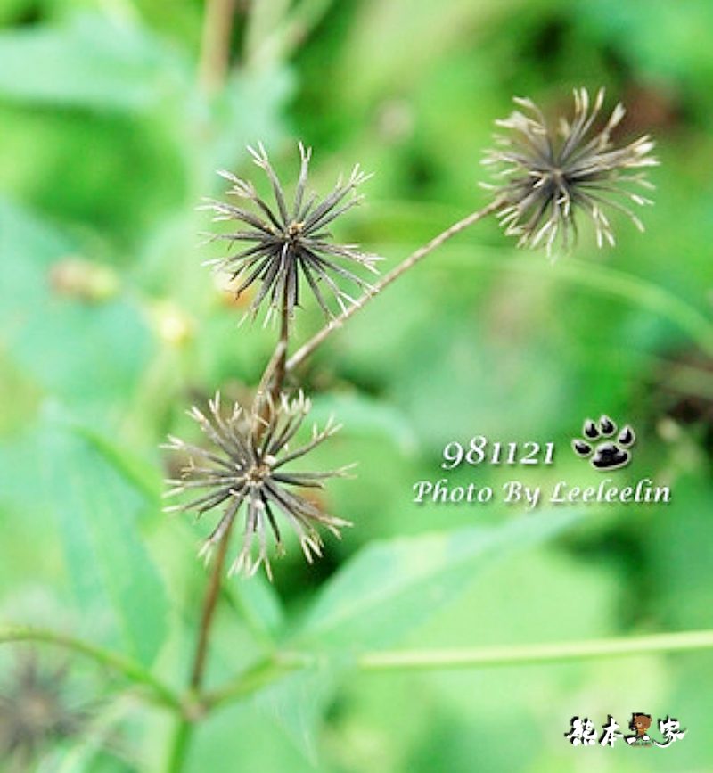 江家果園|採柿趣