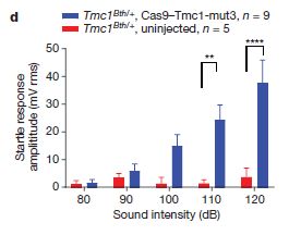 Increase in hearing abilities in mice treated with gene editing technology (blue)  versus no increase in untreated mice (red) 
