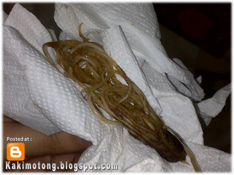 Kos Ubat Cacing Kucing  Contoh Box