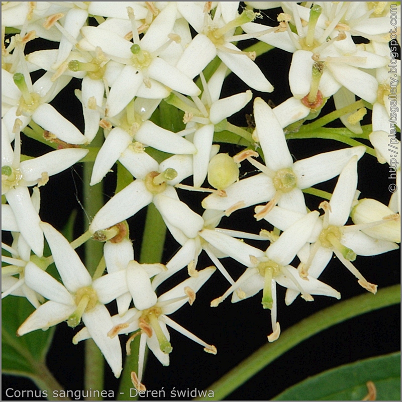Cornus sanguinea flowers - Dereń świdwa kwiaty