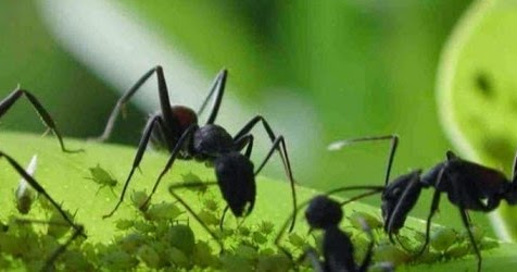 hormigas alejar repelente