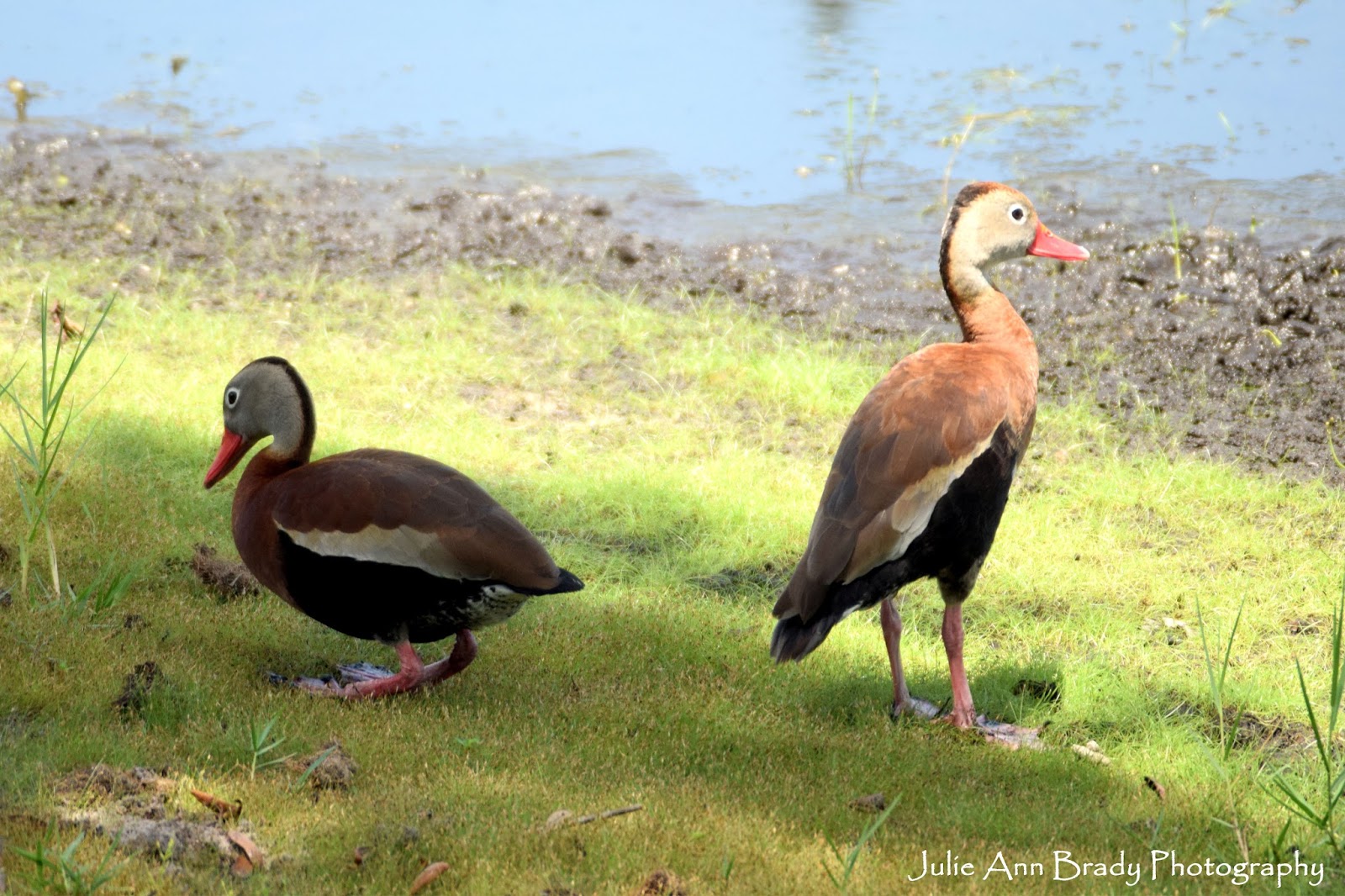 Julie Ann Brady Blog On Black Bellied Whistling Ducks