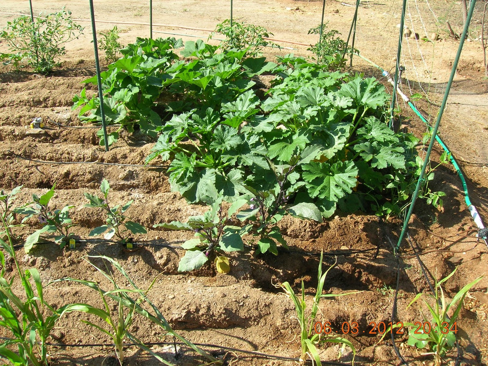 Growing Vegetables in the Desert
