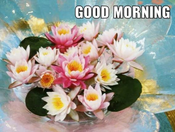 100 good morning images with flowers beautiful flowers 100 good morning images with flowers