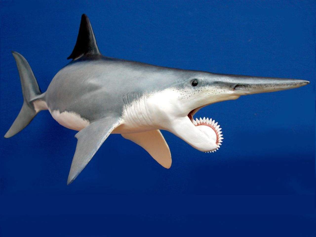 The Helicoprion Was A Shark With A Buzzsaw In Its Mouth - Geology In