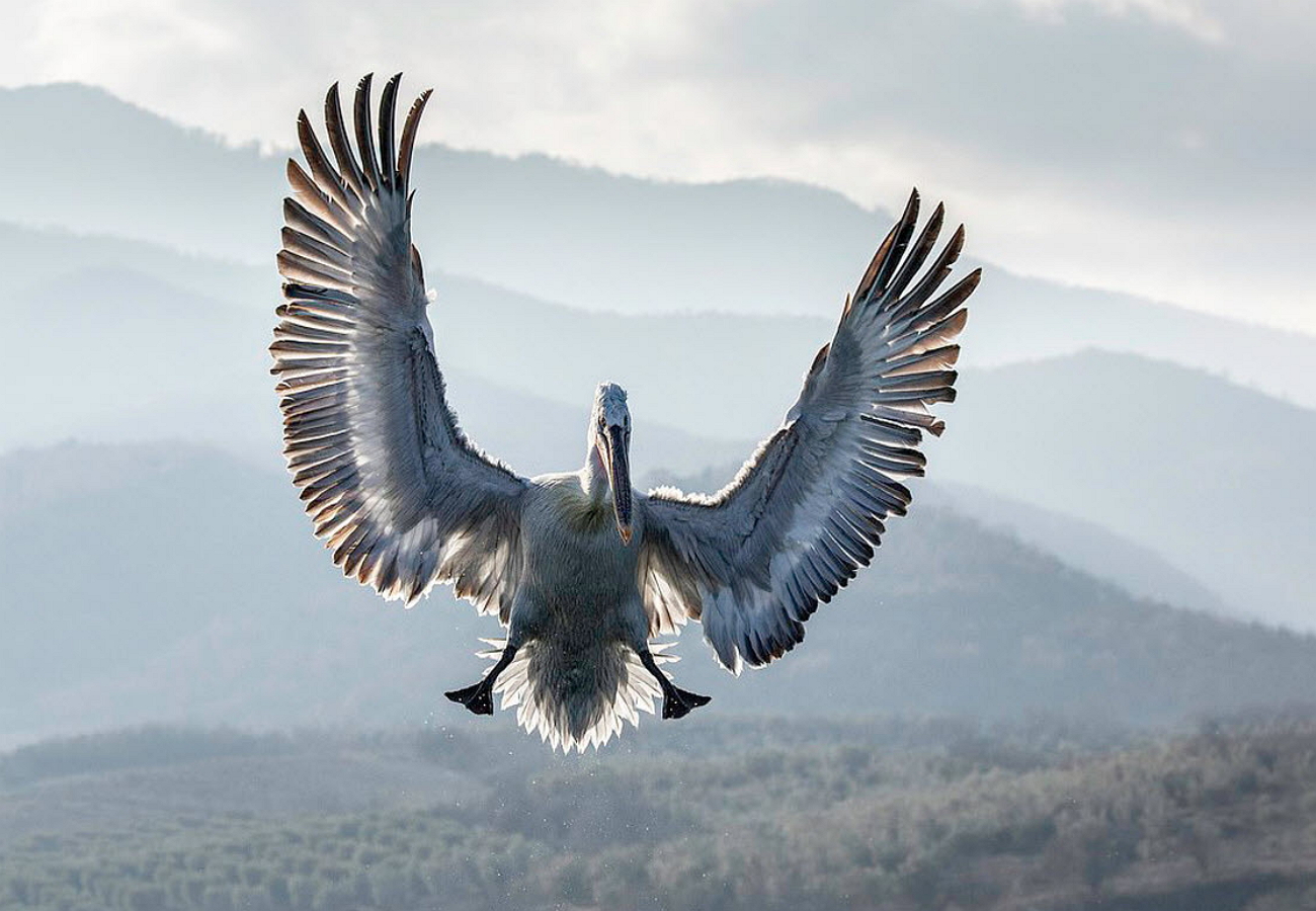 Величавые птицы. Андский Кондор Гарпия. Аргентавис птица. Самая большая летающая птица. Самая большая птица в мире летающая.