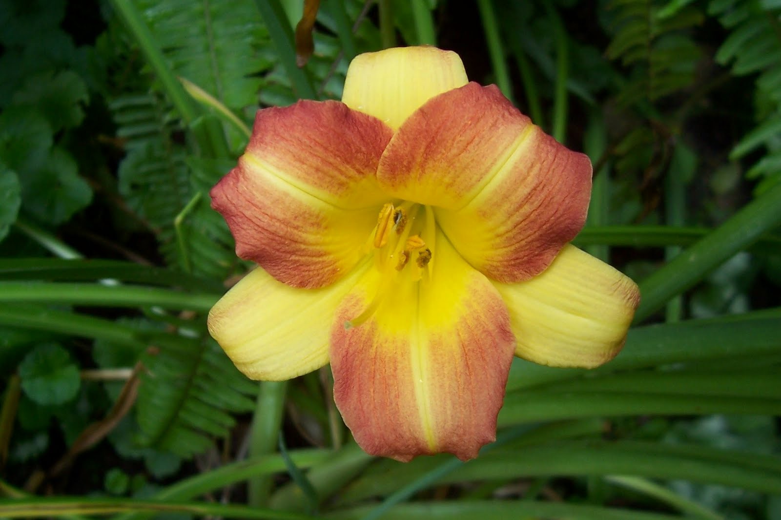 Garden Beauty Multiple Colors of Lilies