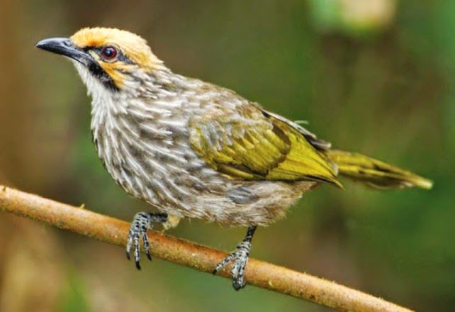 Cucakrawa Burung Mahal Yang Punah Di Alam Info 