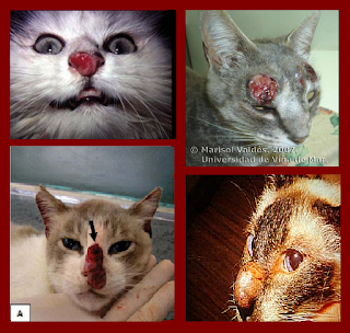 Doença causada pelas fezes dos pombos