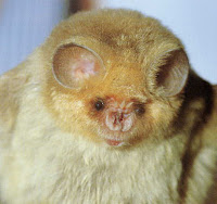 Short-eared trident bat