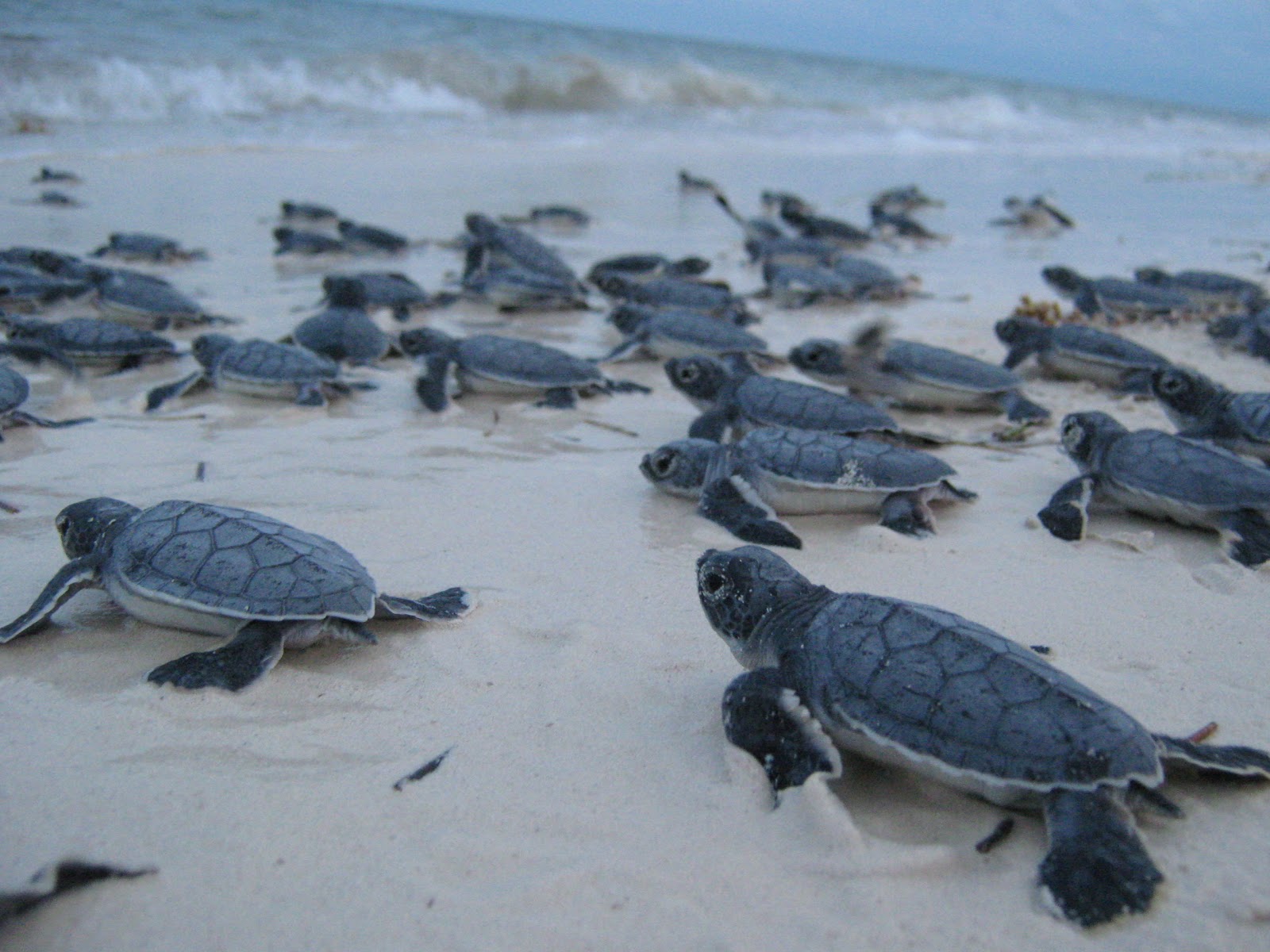 Пляж черепах на шри ланке. Хиккадува Черепаший пляж. Хиккадува Шри Ланка Черепаший пляж. Хиккадува черепахи. Хиккадува Шри Ланка черепахи.