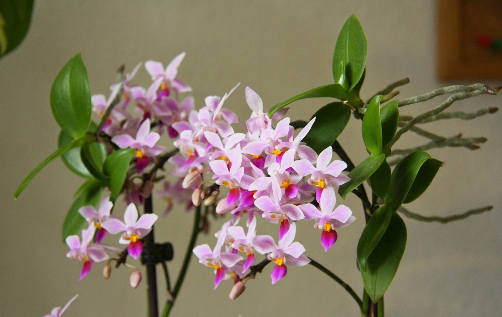 Phalaenopsis 蝴... Phalaenopsis equestris 姬 蝴 蝶 蘭. 附 生 性. 4 月 13, 2015. 廣 義 ...
