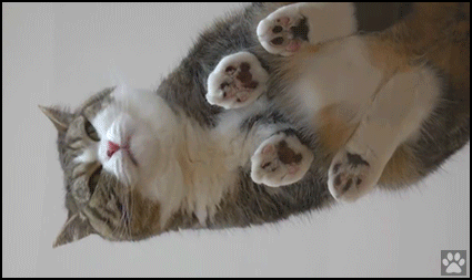 Weird Cat GIF • Funny view of Maru through a glass table from the bottom up while licking catnip Weird Cat GIF • Funny view of Maru through a glass table from the bottom up while licking catnip