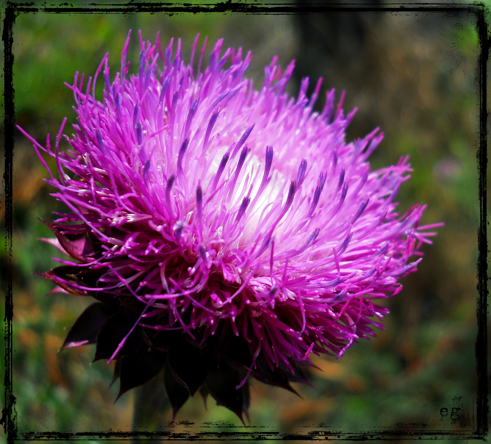 the last door down the hall Digital Photograph A Beautiful Weed